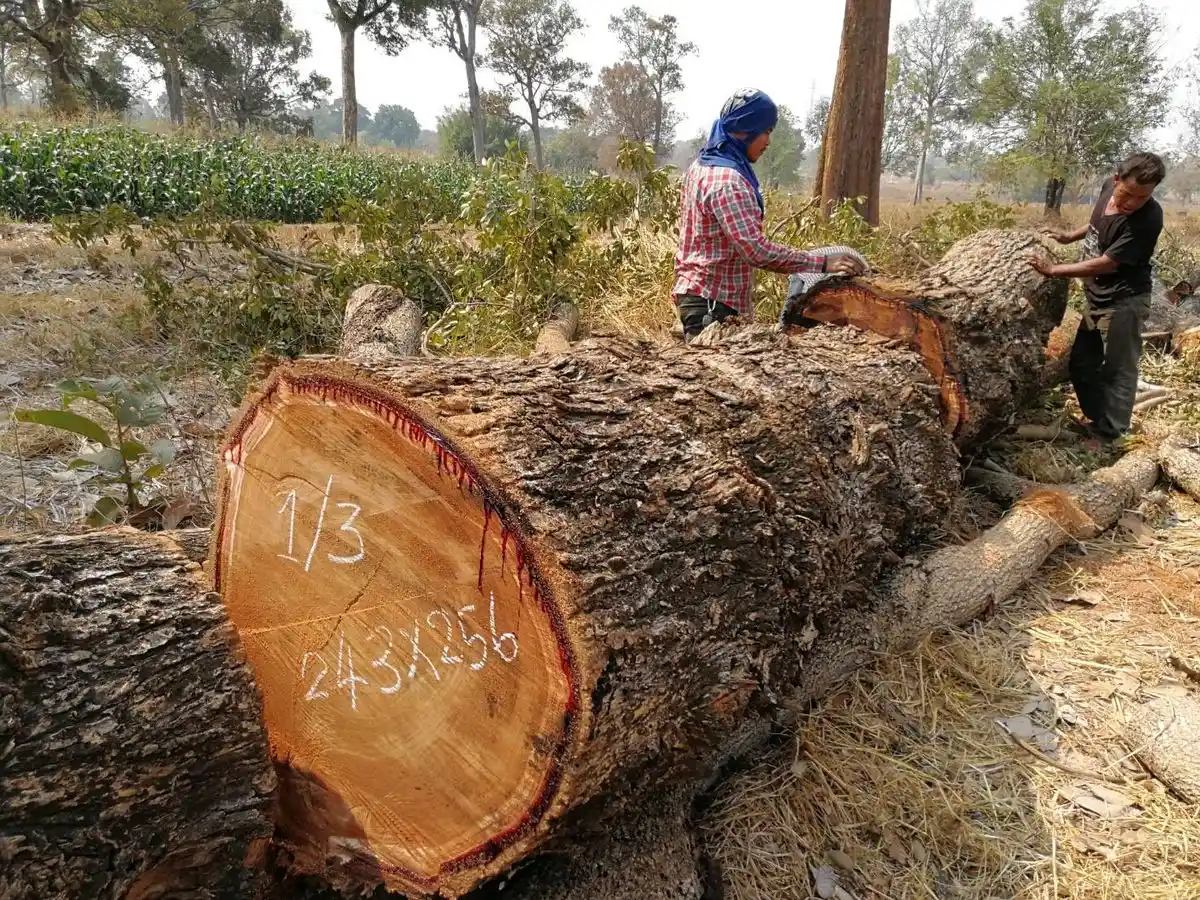 Pengaruh Umur Tebang Pohon terhadap Kualitas Kayu Jati