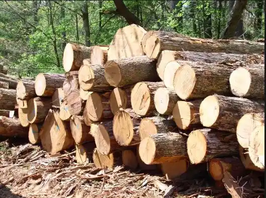 Pentingnya Sertifikasi Legalitas Kayu (SVLK) untuk Produk Jati